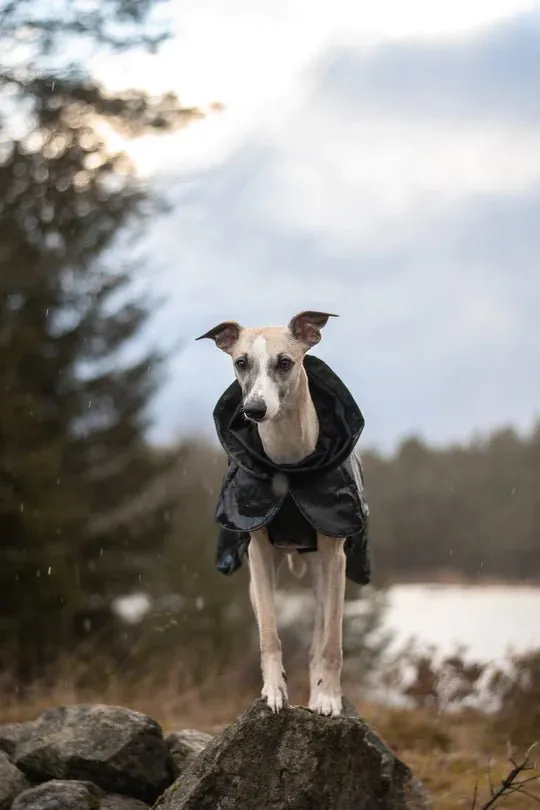 Visibility Winter Jacket in Dark Grey